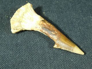 A Big Natural 120 Million Year Old Dinosaur Era Sawfish Tooth Fossil 16.  2gr E