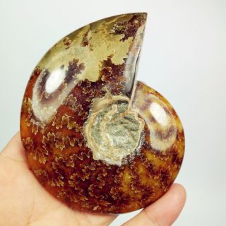 3.  7 " 222g Natural Whole Ammonite Fossil Specimen Shell Healing Madagascar H062