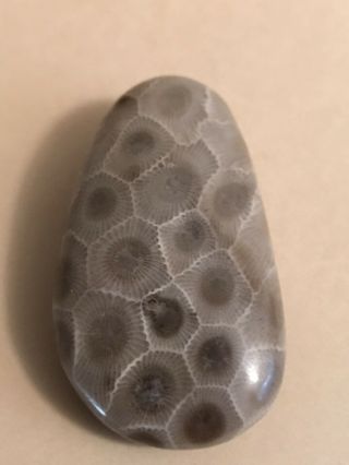 Polished Petoskey Stone 0.  98oz,  4.  6” Circumference