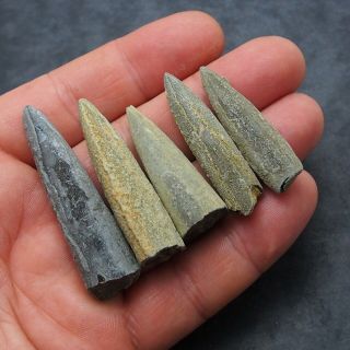 5x Belemnite Acroelites Fossils Fossiles Fossilien France Mollusk