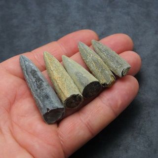 5x Belemnite Acroelites fossils fossiles Fossilien France Mollusk 2
