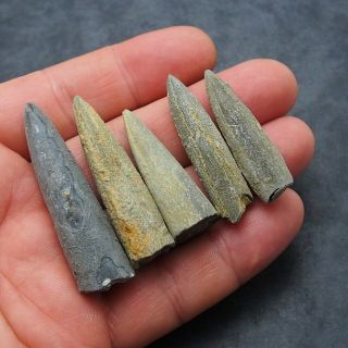 5x Belemnite Acroelites fossils fossiles Fossilien France Mollusk 3