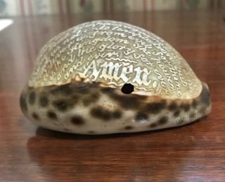 Antique Cowrie Tiger Sea Shell With Carved " Lord 