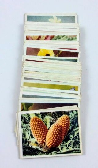 Our South African Flora Cigarette Cards Full Set Of 100 C.  T.  Ltd.  Impressexpress