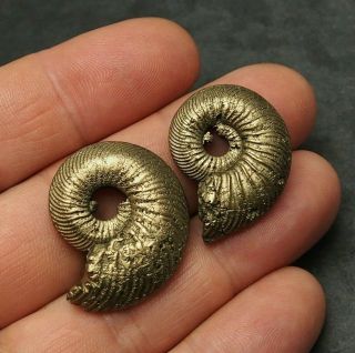 2x Quenstedtoceras 31 - 32mm Pyrite Ammonite Fossils Callovian Fossilien Russia
