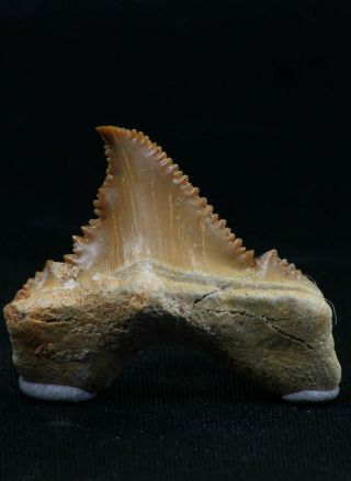 06148 - Rare Pathologically Deformed Palaeocarcharodon (pygmy White Shark) Tooth