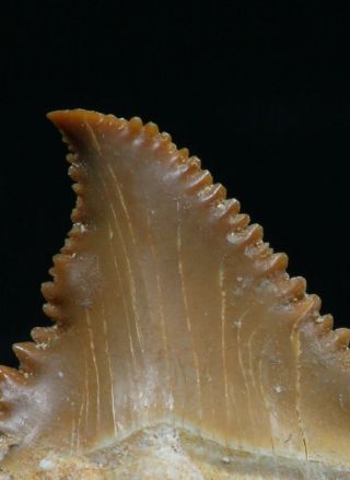 06148 - Rare Pathologically Deformed Palaeocarcharodon (Pygmy White Shark) Tooth 2
