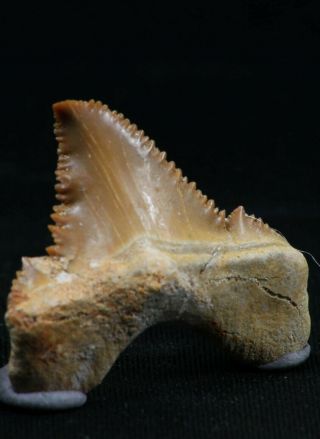 06148 - Rare Pathologically Deformed Palaeocarcharodon (Pygmy White Shark) Tooth 3