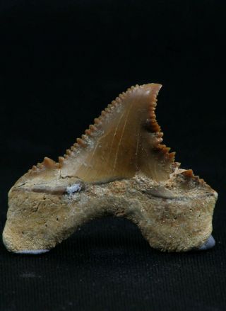 06148 - Rare Pathologically Deformed Palaeocarcharodon (Pygmy White Shark) Tooth 4