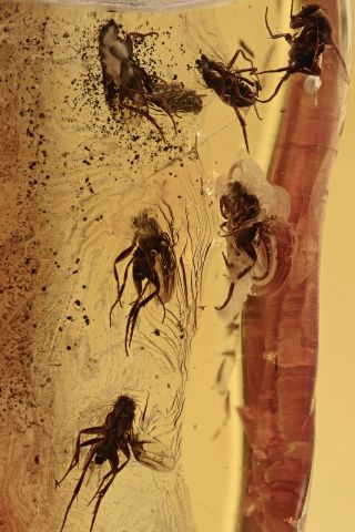 Swarm Of 6 Scuttle Flies Phoridae Inclusion Baltic Amber 190507 - 62,  Img