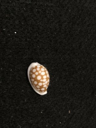 Cypraea Cribraria Cowrie Sea Shell