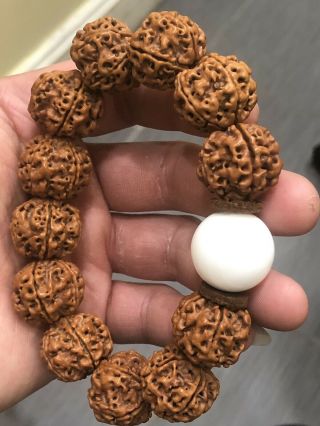 5 Rudraksha Bracelet Five Face Rudraksh Nepal Bead 21➕mm
