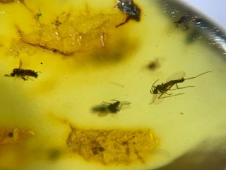 Many Small Mosquito Fly Burmite Myanmar Burmese Amber Insect Fossil Dinosaur Age