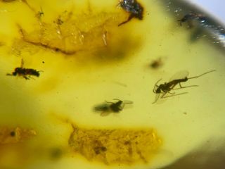 Many small mosquito fly Burmite Myanmar Burmese Amber insect fossil dinosaur age 2