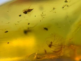 Many small mosquito fly Burmite Myanmar Burmese Amber insect fossil dinosaur age 3