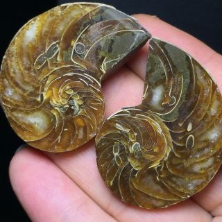 1pair Of Cut Split Pearly Nautilus Ammonite Fossil Specimen Shell Healing A6118