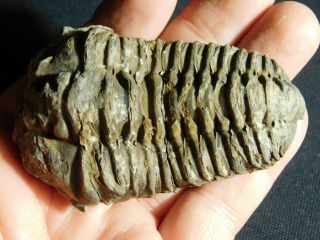 A Big Natural Flexicalymene Sp.  Trilobite Fossil Found In Morocco 128gr E