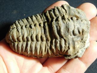A Big Natural Flexicalymene sp.  Trilobite Fossil Found in Morocco 128gr e 2