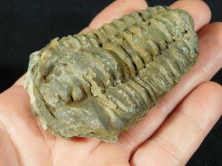 A Big Natural Flexicalymene sp.  Trilobite Fossil Found in Morocco 128gr e 3
