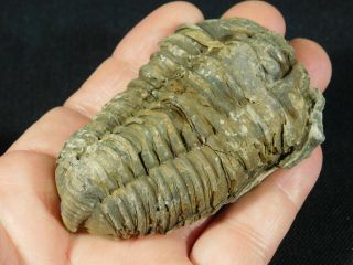 A Big Natural Flexicalymene sp.  Trilobite Fossil Found in Morocco 128gr e 4