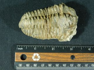 A Big Natural Flexicalymene sp.  Trilobite Fossil Found in Morocco 128gr e 5
