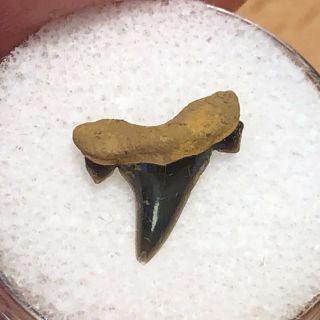 01 WT / Fossil Shark Tooth Cretaceous Spillway Waco Texas.  Wolf Fam.  Coll. 2