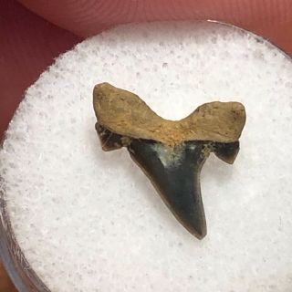 01 WT / Fossil Shark Tooth Cretaceous Spillway Waco Texas.  Wolf Fam.  Coll. 3