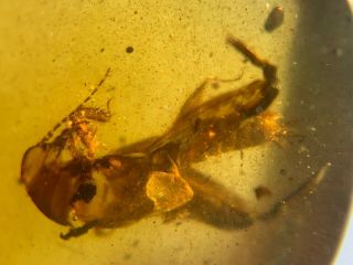 Big Unique Pygmy Sand Cricket Burmite Myanmar Amber Insect Fossil Dinosaur Age