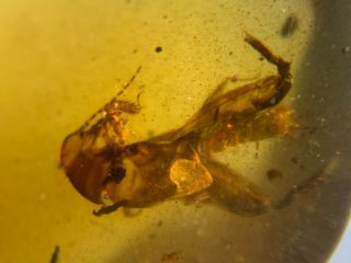 big unique pygmy sand cricket Burmite Myanmar Amber insect fossil dinosaur age 2