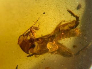 big unique pygmy sand cricket Burmite Myanmar Amber insect fossil dinosaur age 3