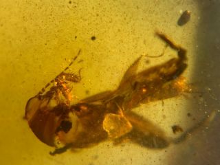 big unique pygmy sand cricket Burmite Myanmar Amber insect fossil dinosaur age 4