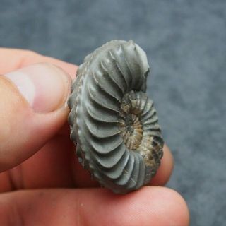 40mm Pleuroceras Ammonite Pyrite Germany Fossil Fossilien Mollusk
