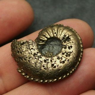 34mm Amaltheus Ammonite Pyrite Mineral Fossil Fossilien Ammoniten France