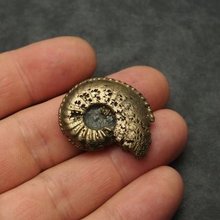 34mm Amaltheus AMMONITE Pyrite Mineral Fossil fossilien Ammoniten France 2