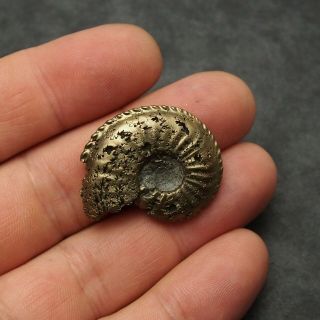 34mm Amaltheus AMMONITE Pyrite Mineral Fossil fossilien Ammoniten France 3