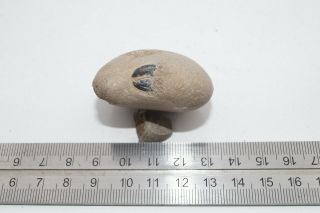 Sheppey Fossil,  Crab Nodule With Claw Detail,  London Clay,  Eocene