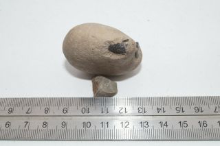 SHEPPEY FOSSIL,  CRAB NODULE WITH CLAW DETAIL,  LONDON CLAY,  EOCENE 2