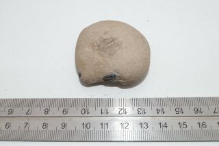 SHEPPEY FOSSIL,  CRAB NODULE WITH CLAW DETAIL,  LONDON CLAY,  EOCENE 3