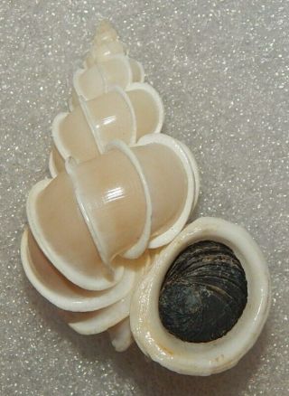 Seashell Epitonium Scalare 63.  7mm W/o