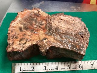 Reilly’s Rocks: Arizona Petrified Wood W/ Rare Fungus And Smoky Quartz.  4.  25 Lb