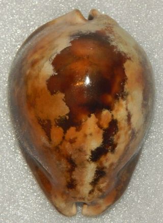 Seashell Cypraea Stercoraria 82mm