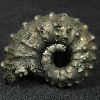 1.  1in (2.  9cm) Fine Shine Pyritized Ammonite Kosmoceras Jurassic Callovian Russia