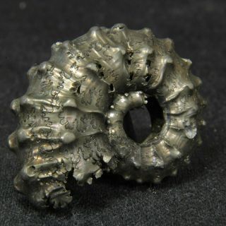 1.  1in (2.  9cm) fine shine pyritized Ammonite Kosmoceras Jurassic Callovian Russia 2