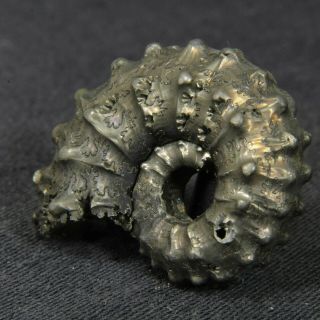 1.  1in (2.  9cm) fine shine pyritized Ammonite Kosmoceras Jurassic Callovian Russia 3