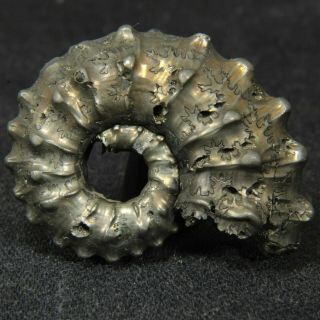 1.  1in (2.  9cm) fine shine pyritized Ammonite Kosmoceras Jurassic Callovian Russia 4