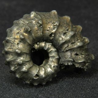 1.  1in (2.  9cm) fine shine pyritized Ammonite Kosmoceras Jurassic Callovian Russia 5