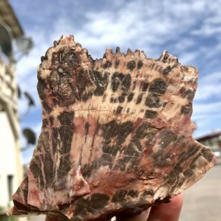 Reilly’s Rocks: Colorful Arizona Petrified Wood W/ Druzy Quartz.  2.  75 Lb