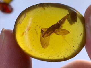 4g Unknown Big Wings&fly Burmite Myanmar Burma Amber Insect Fossil Dinosaur Age