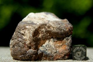 Al Haggounia 001 EL3 Fossil Meteorite 53.  8 grams Enstatite Low Metal Chondrite 3