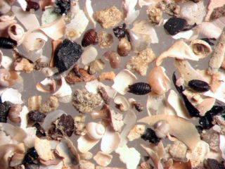 Holocene Charophyte Ostracod Foram Snail Rich Microfossil Matrix Fleet Lagoon